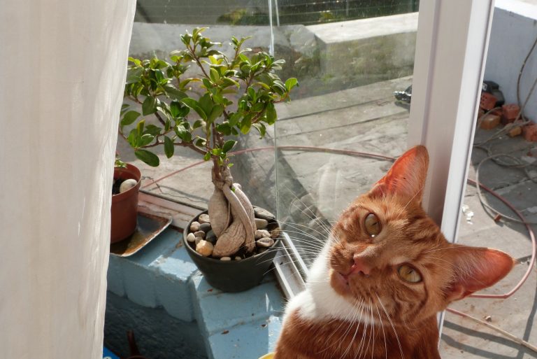 Bonsai and cat by window