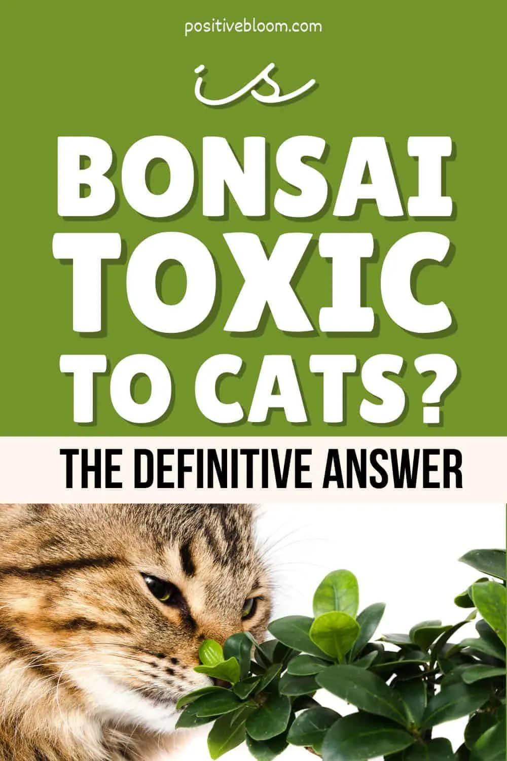 Is Bonsai Toxic To Cats The Definitive Answer Pinterest