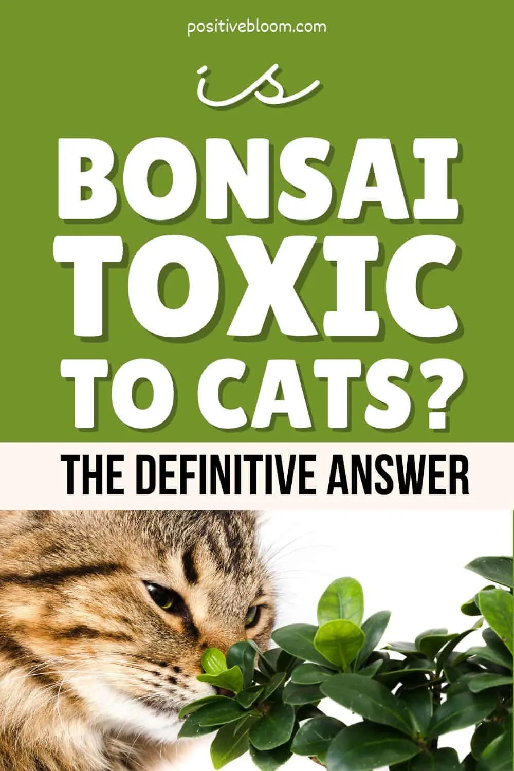 Bonsai poisonous outlet to cats