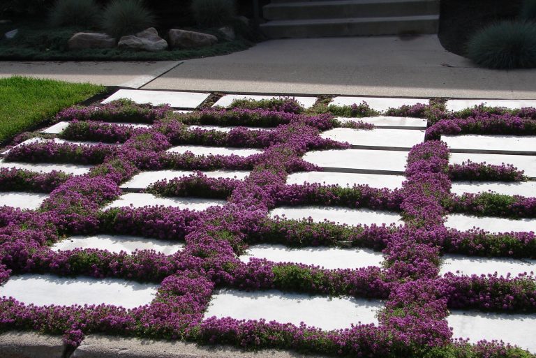 beautiful Creeping Thyme