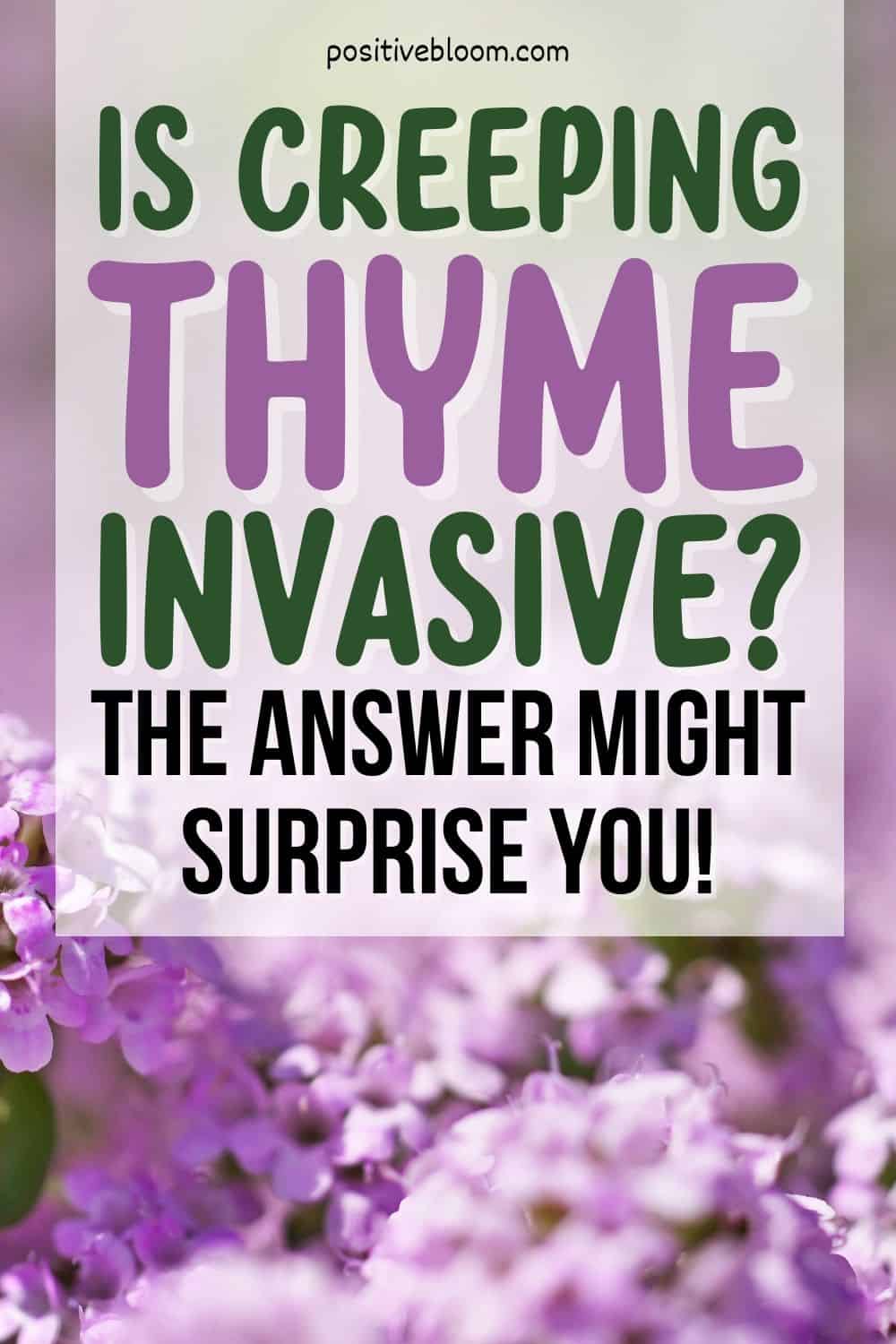Is Creeping Thyme Invasive The Answer Might Surprise You! Pinterest