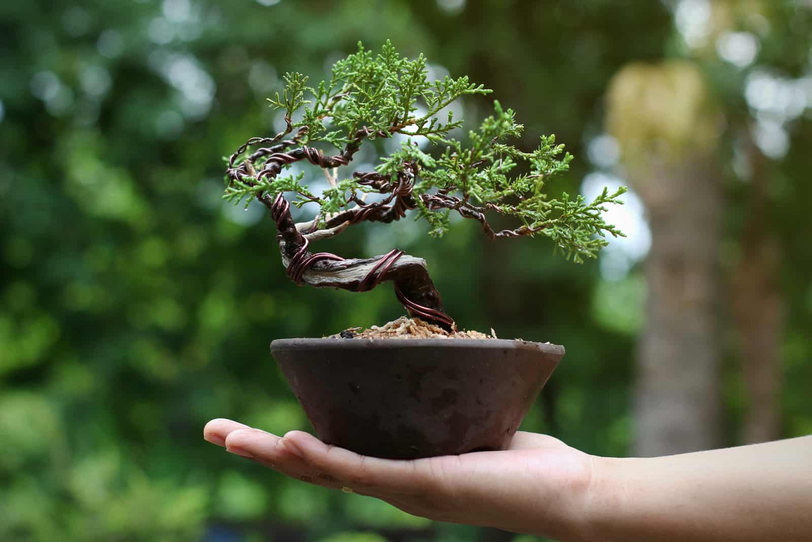 Japanese Juniper Bonsai Tree on Hand