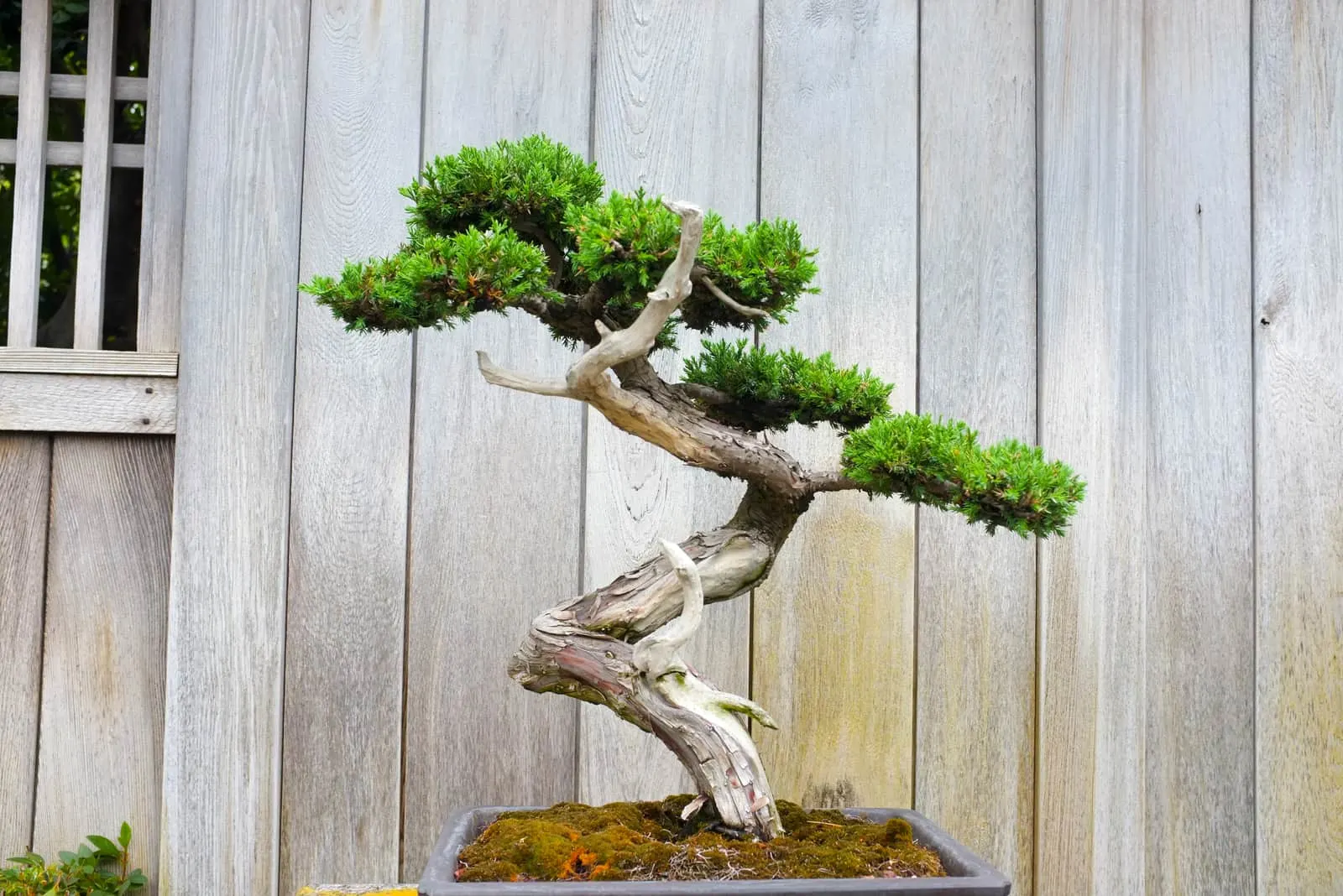 Cats and hotsell bonsai trees