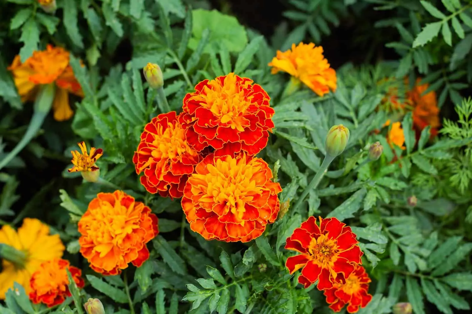 Marigolds are blooming beautifully