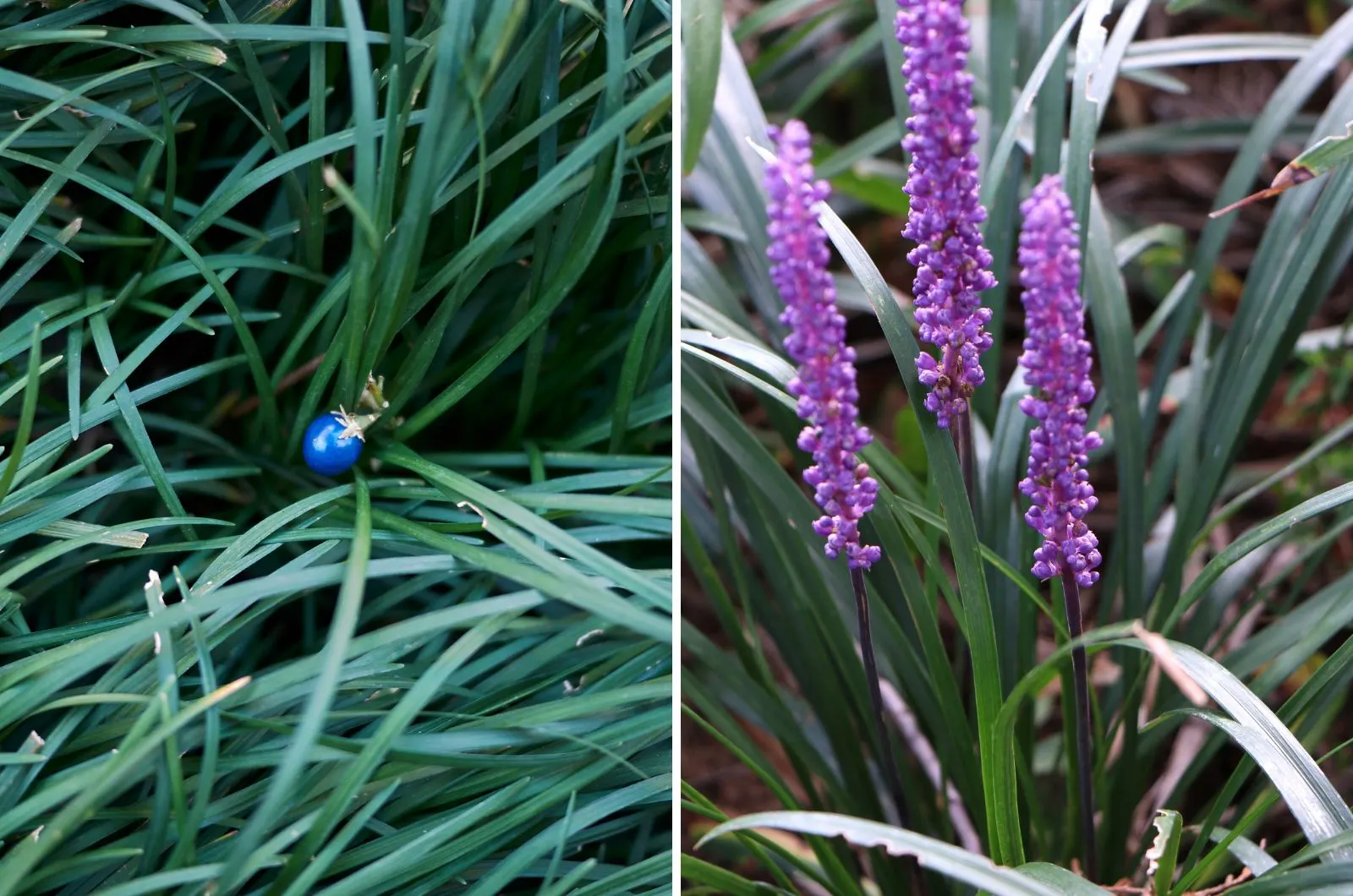 Monkey Grass vs Mondo Grass: 4 Ways To Tell Difference