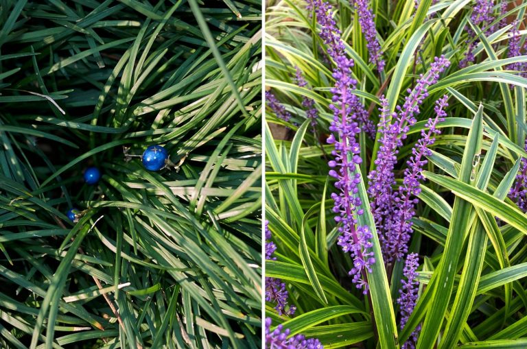 green Monkey Grass and Mondo Grass