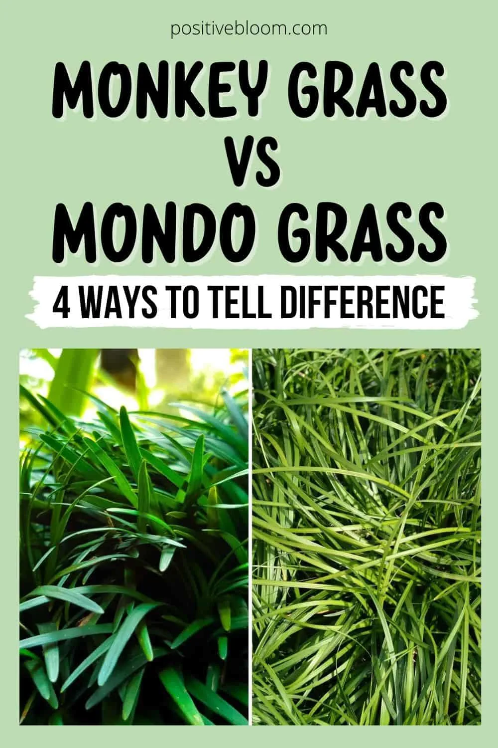 Monkey Grass vs Mondo Grass 4 Ways To Tell Difference Pinterest