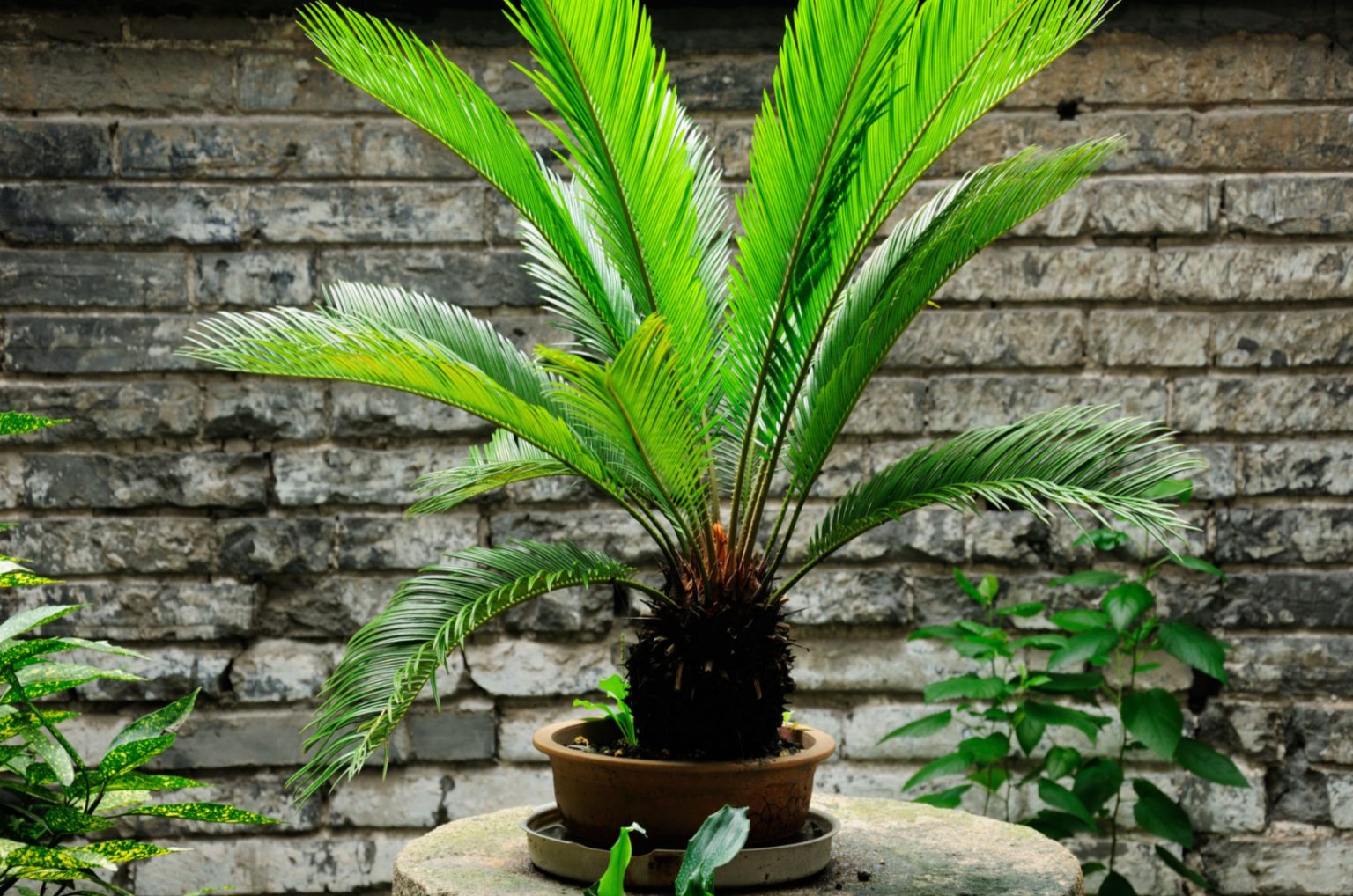 Potting Soil For Palm Trees Everything You Need To Know