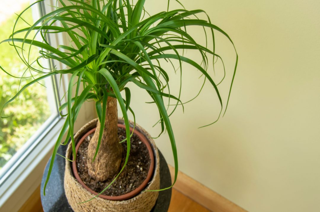 Potting Soil For Palm Trees Everything You Need To Know