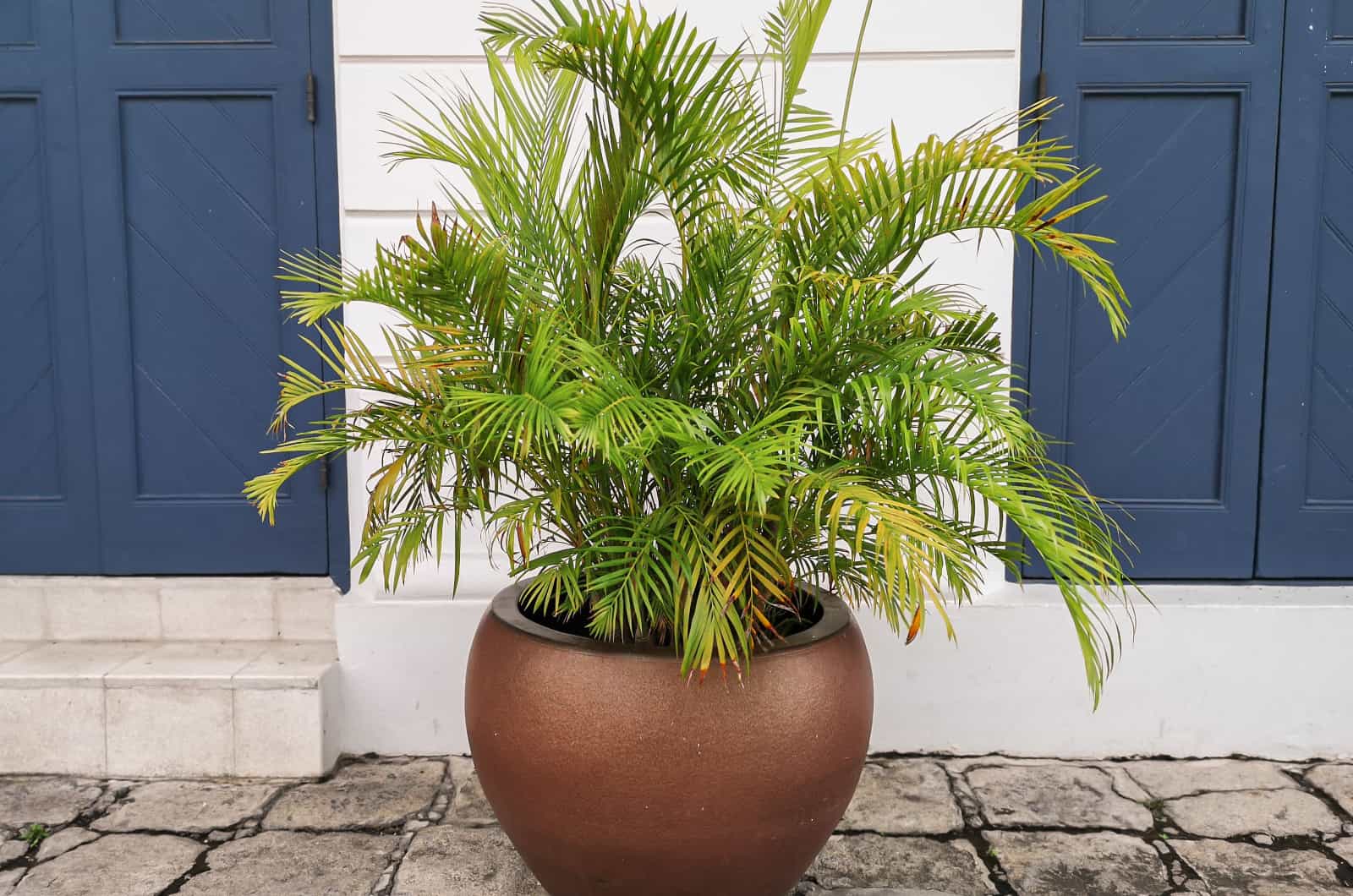 Palm Tree in pot putside