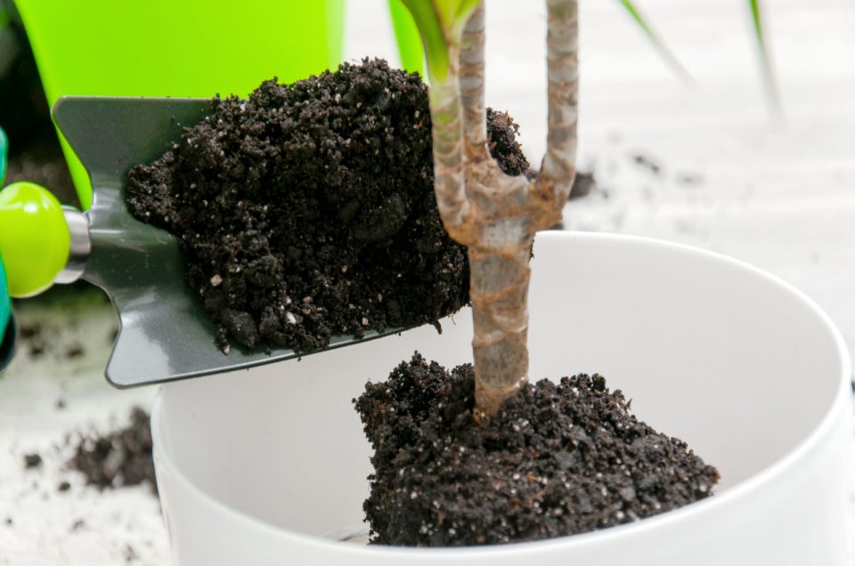 Potting Soil For Palm Trees Everything You Need To Know