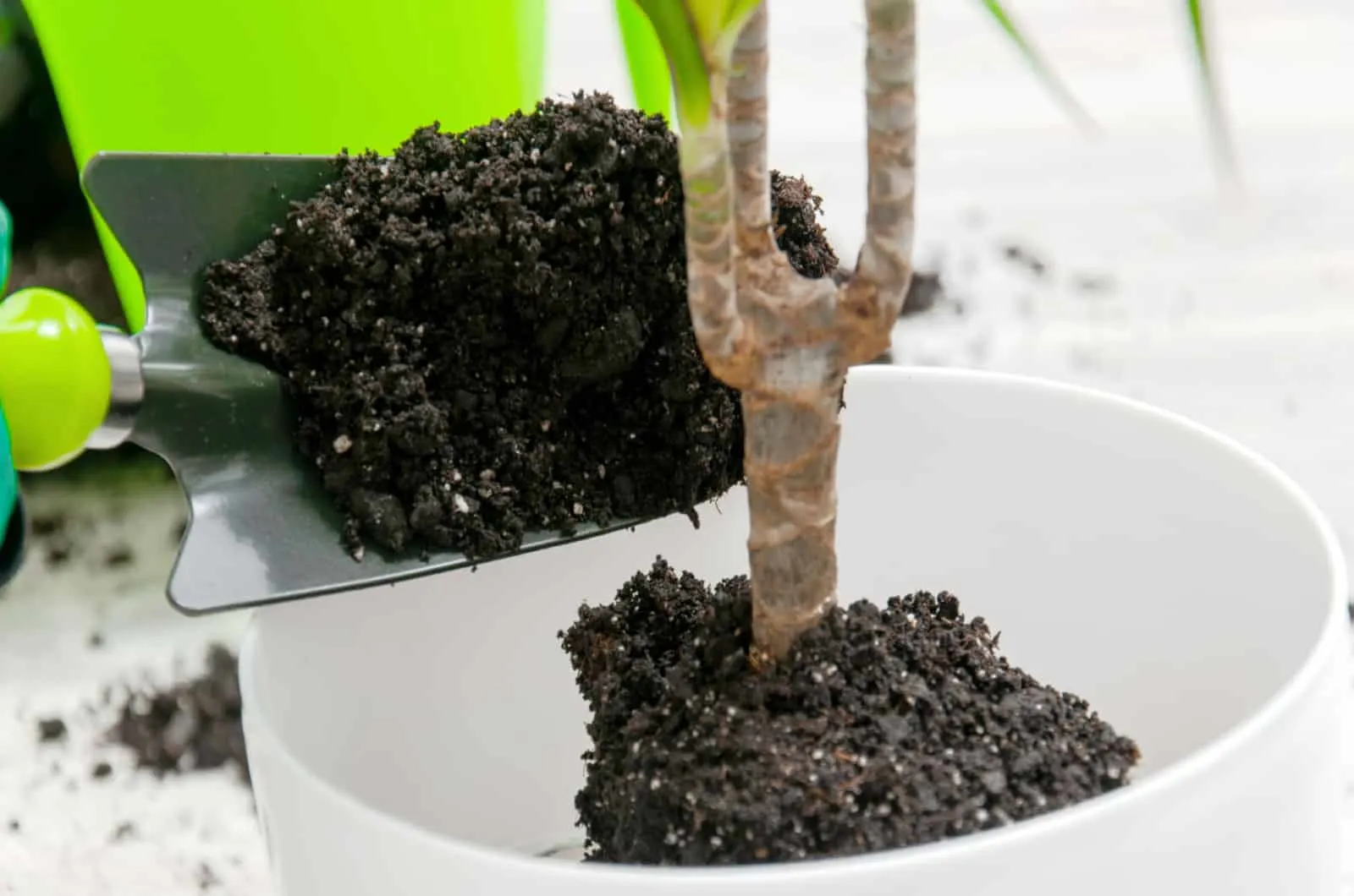 Palm Tree in pot with soil