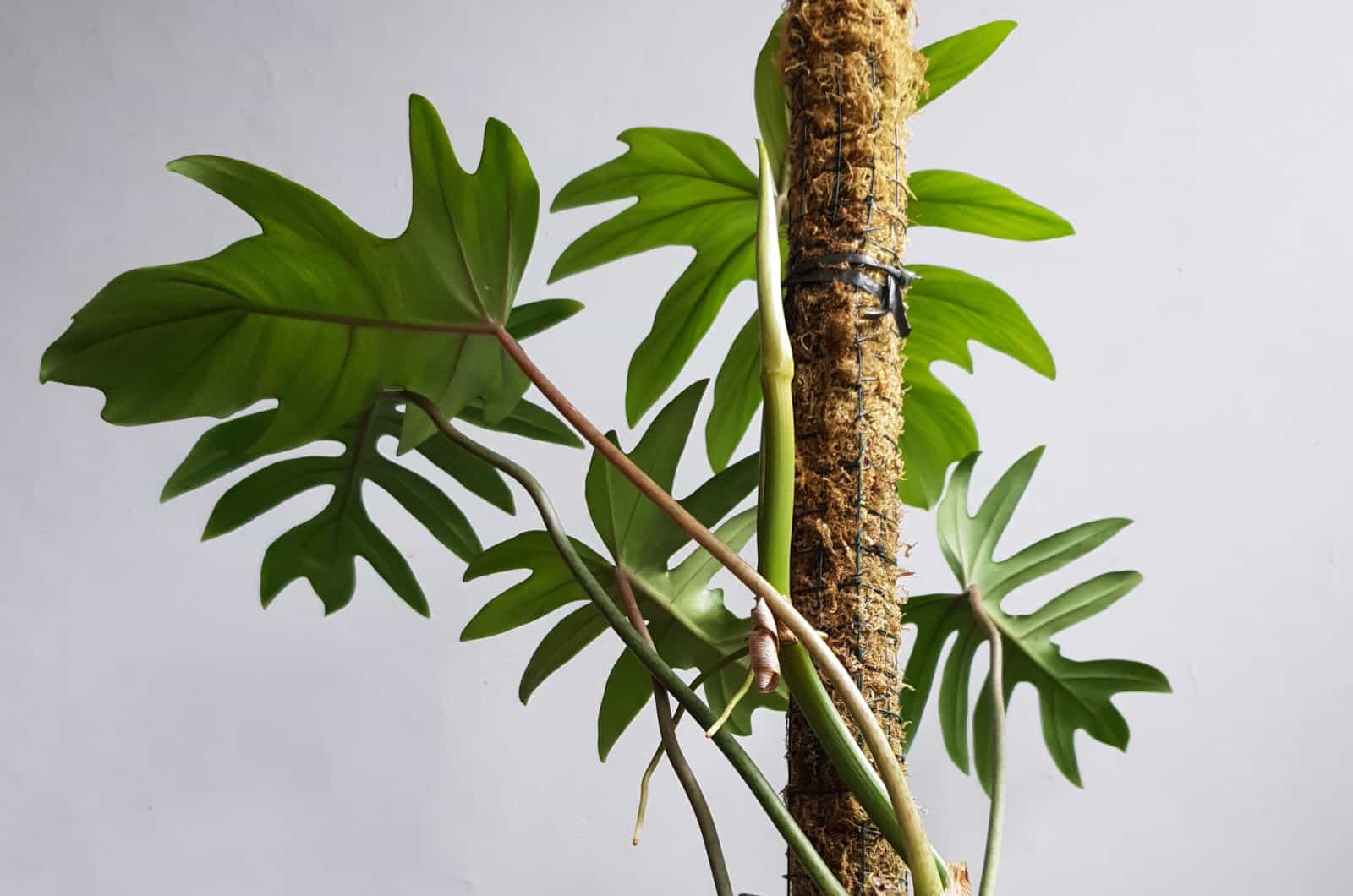 Petioles and aerial roots of a houseplant named Philodendron Mayoi on a moss pole