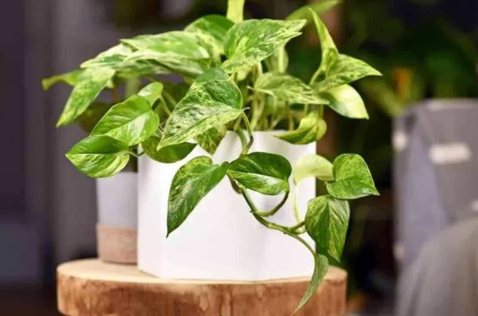 Pothos in pot on table