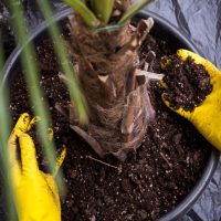 preparing soil for Palm Tree