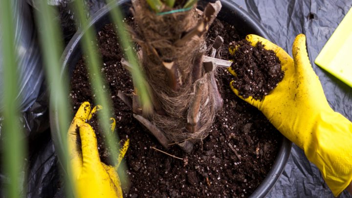 Potting Soil For Palm Trees: Everything You Need To Know