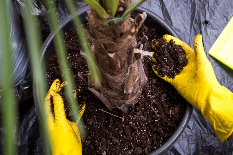preparing soil for Palm Tree