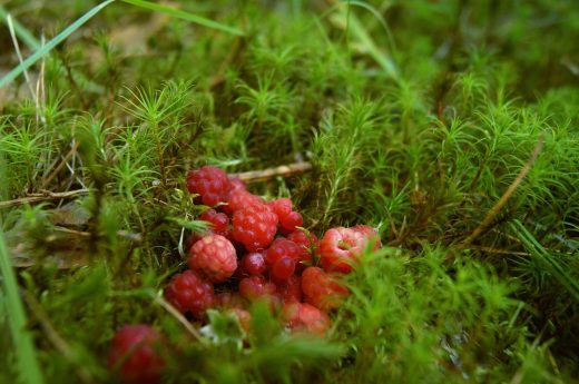 Do Raspberries Have Seeds? Everything You Need To Know