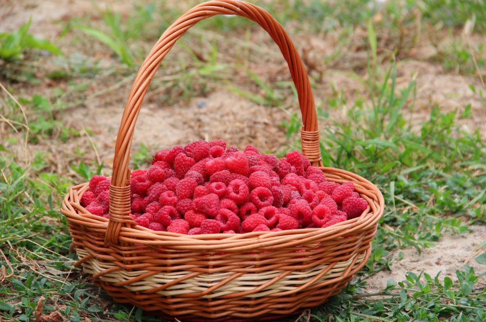 Do Raspberries Have Seeds? Everything You Need To Know