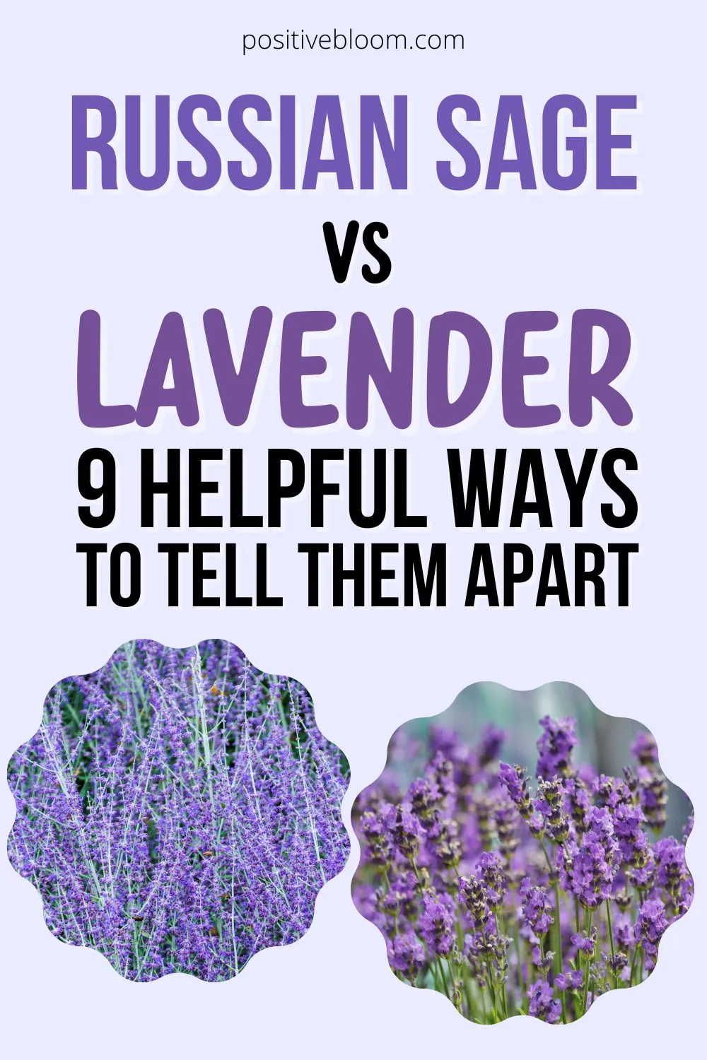 Russian Sage vs Lavender 9 Helpful Ways To Tell Them Apart Pinterest