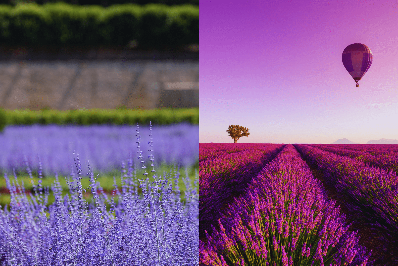Russian Sage vs Lavender