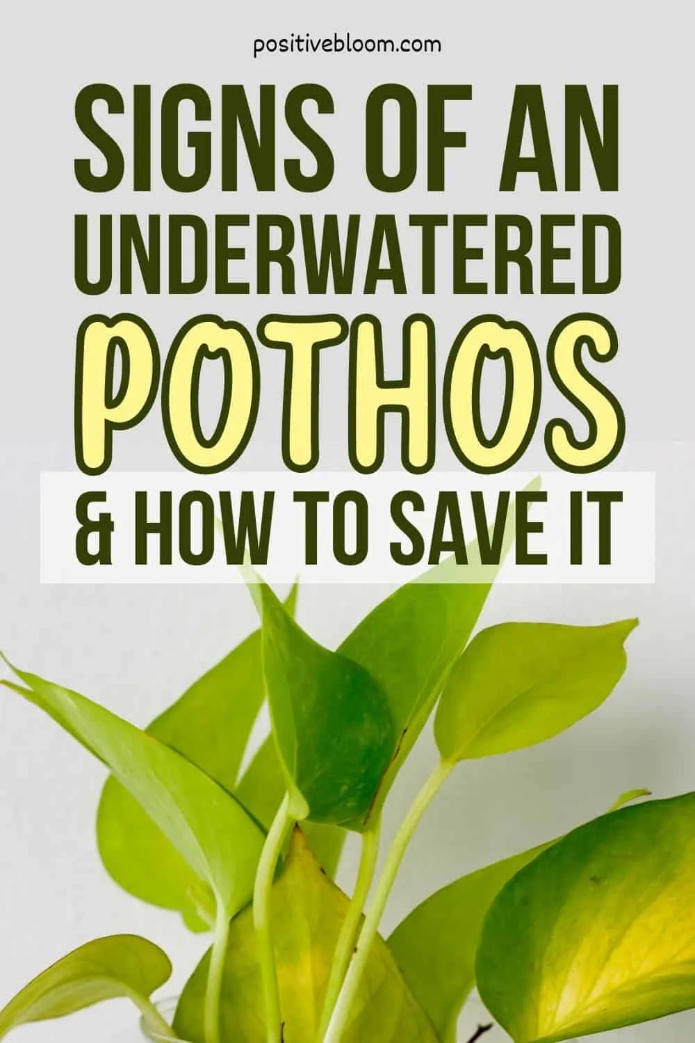 Signs Of An Underwatered Pothos And How To Save It Pinterest