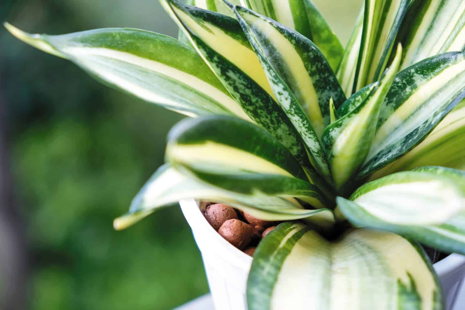 16 plants that take root and grow in water, without soil