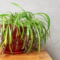 pale spider plant