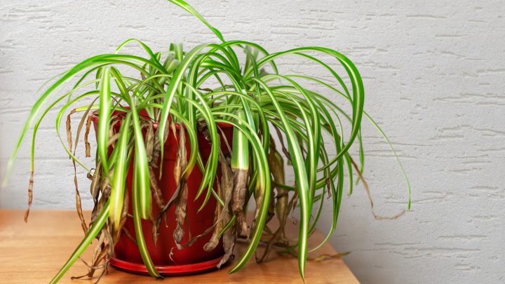 Spider Plant Pale Leaves: Causes And Solutions