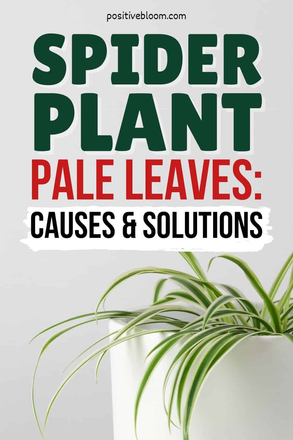 Spider Plant Pale Leaves Causes And Solutions Pinterest