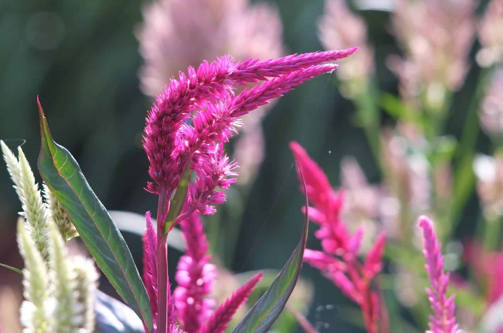 Spiky Pink Celosia Spicata