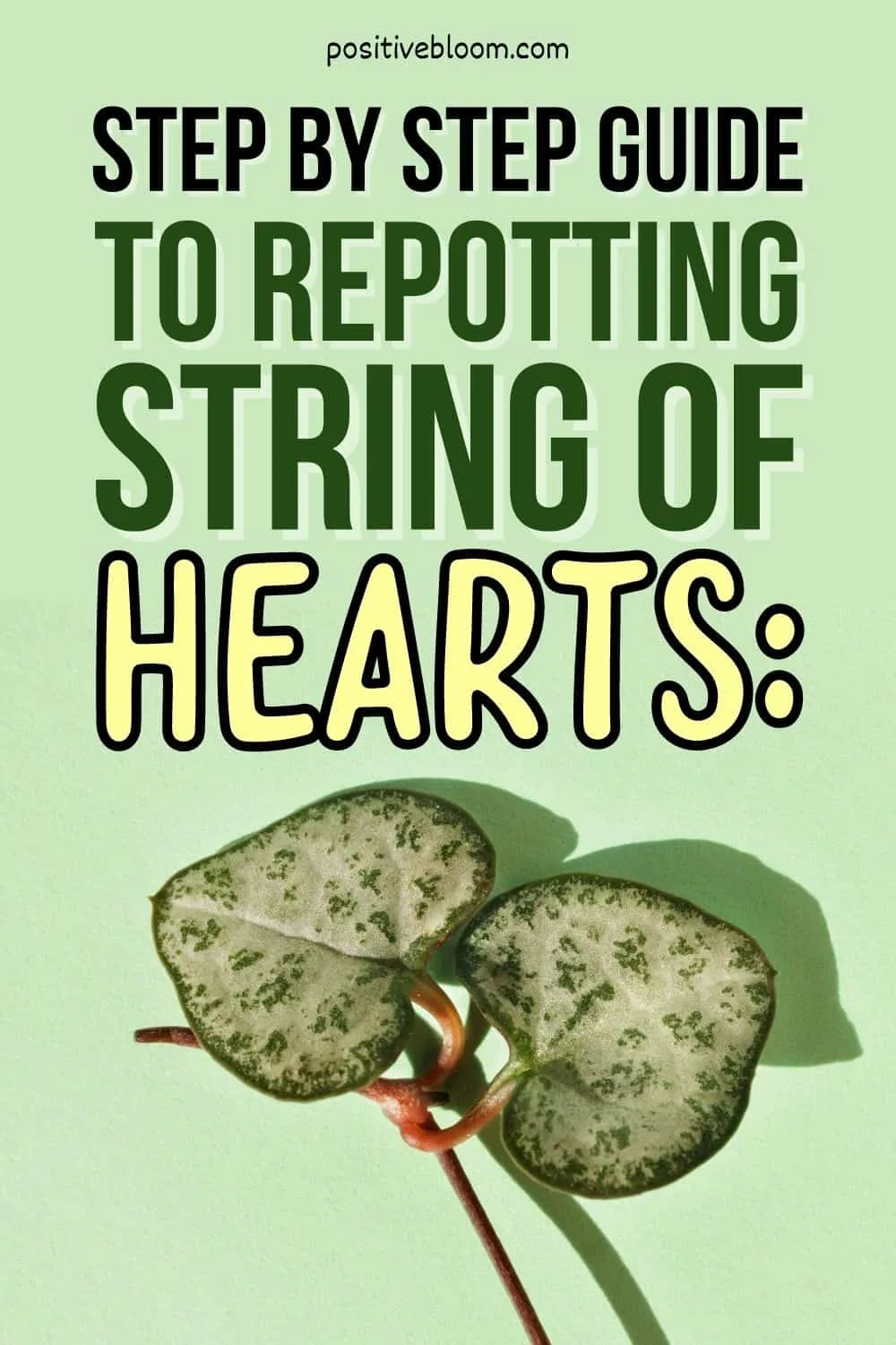 Step By Step Guide To Repotting String Of Hearts Pinterest