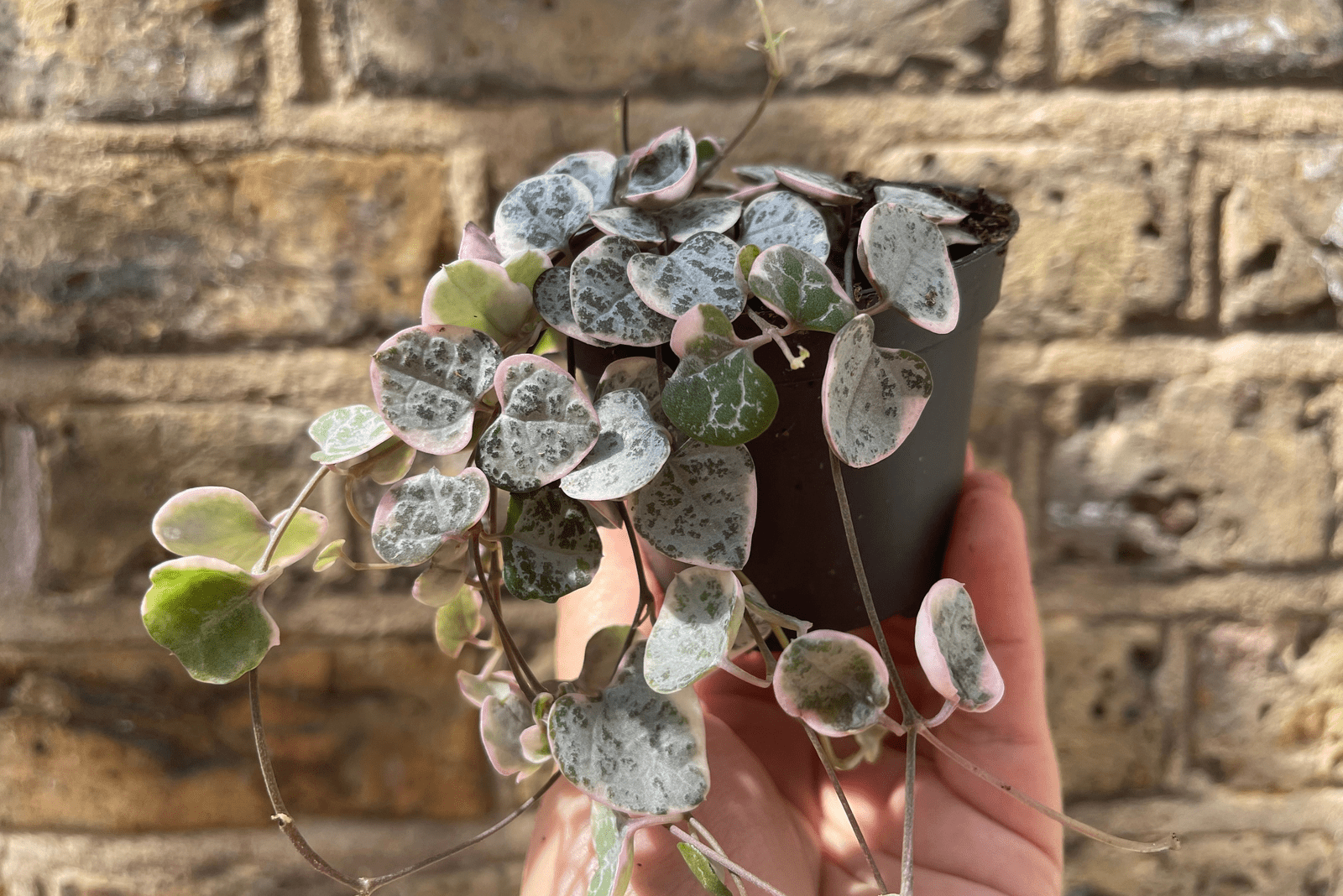 Step By Step Guide To Repotting String Of Hearts