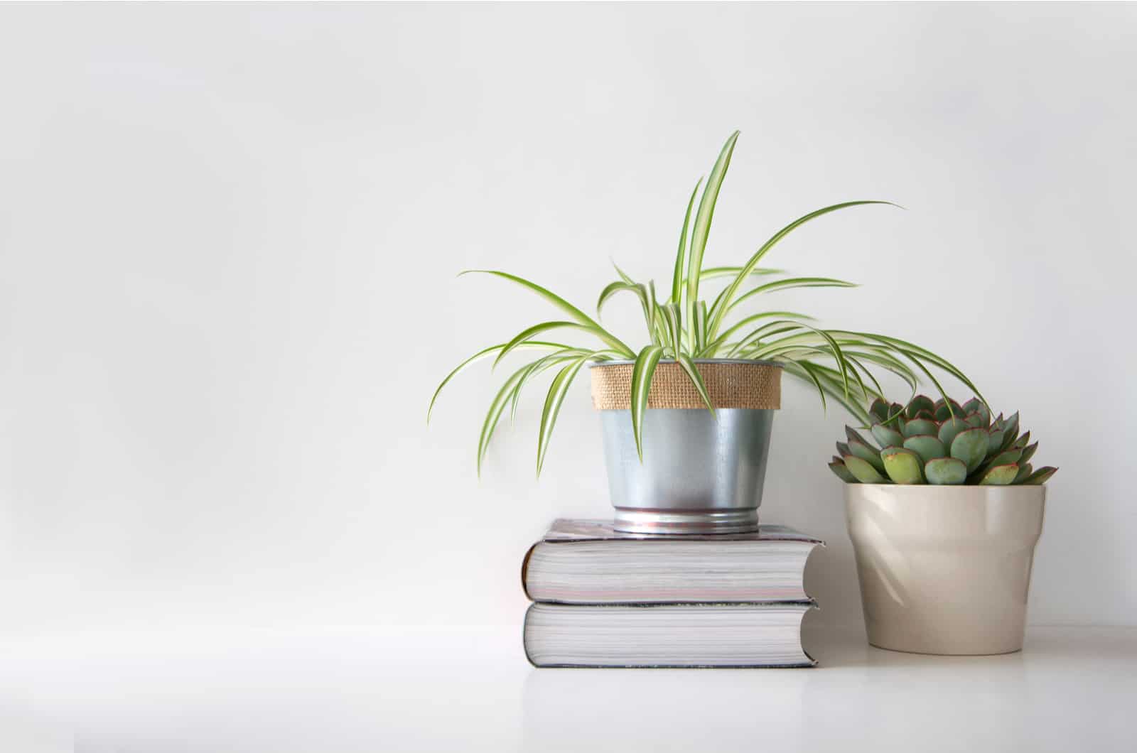 Succulent plant and a spider plant in different pots on top of books against white wall