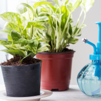 pothos next to a watering tool