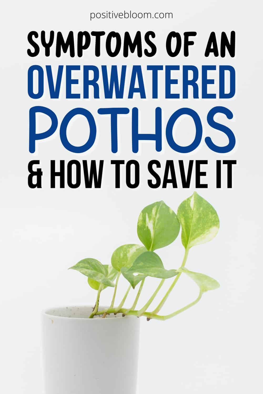 Symptoms Of An Overwatered Pothos And How To Save It Pinterest