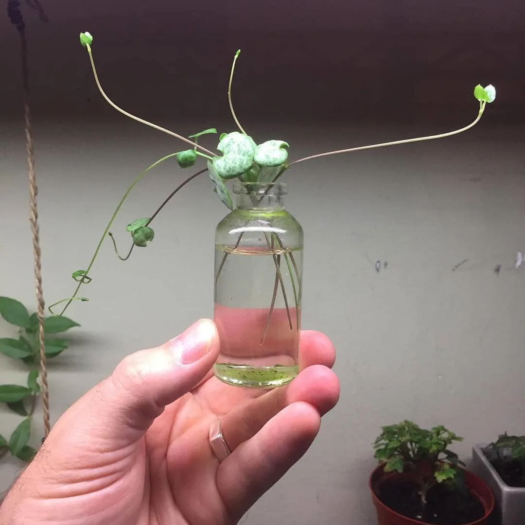 Transplanted string of hearts plant in a container with water