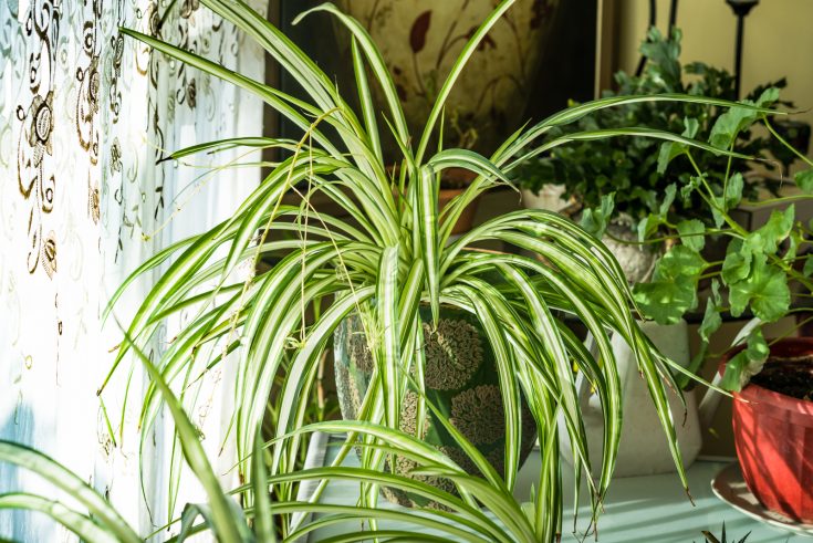 A List Of Plants Similar To Spider Plant (+Growing Tips)