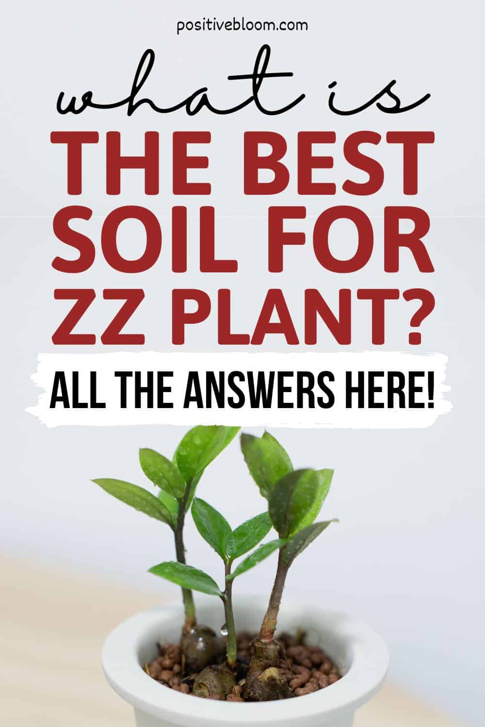 What Is The Best Soil For ZZ Plant All The Answers Here! Pinterest