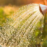 person using watering can to pour water over plants