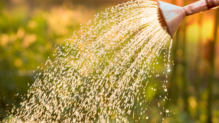What Is The Best Water For Plants? Find Out The Answer Here!