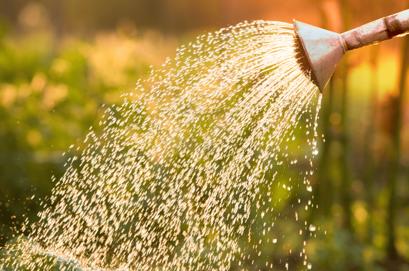 What Is The Best Water For Plants? Find Out The Answer Here!