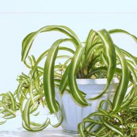 dying spider plant in pot