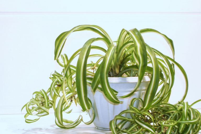 dying spider plant in pot