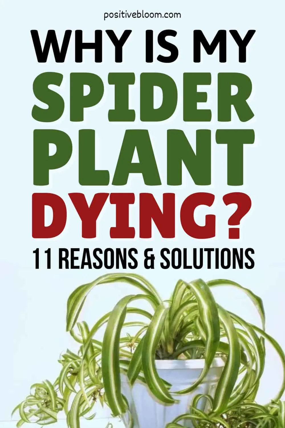 Why Is My Spider Plant Dying 11 Reasons And Easy Solutions Pinterest 