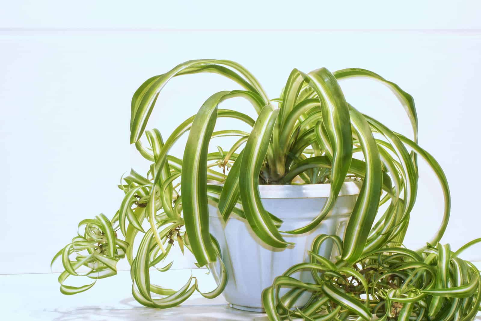 Why Is My Spider Plant Dying? 11 Reasons And Easy Solutions