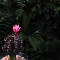 black cactus in a pot