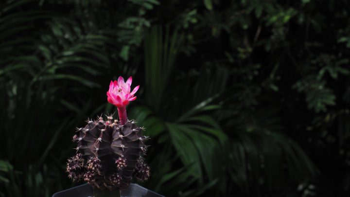 Why Is Your Cactus Turning Black? 7 Reasons & Solutions