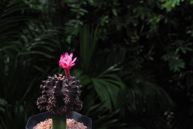 black cactus in a pot