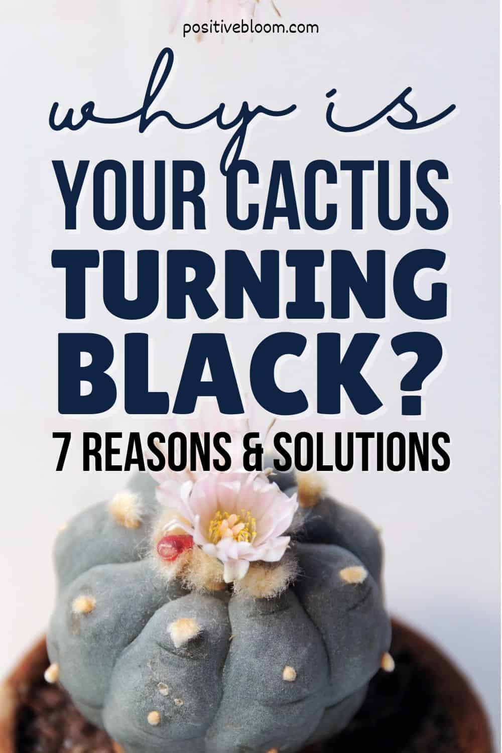 Why Is Your Cactus Turning Black 7 Reasons & Solutions Pinterest